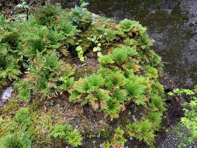 Iya Kankou Ryokan Mijoši Exteriér fotografie
